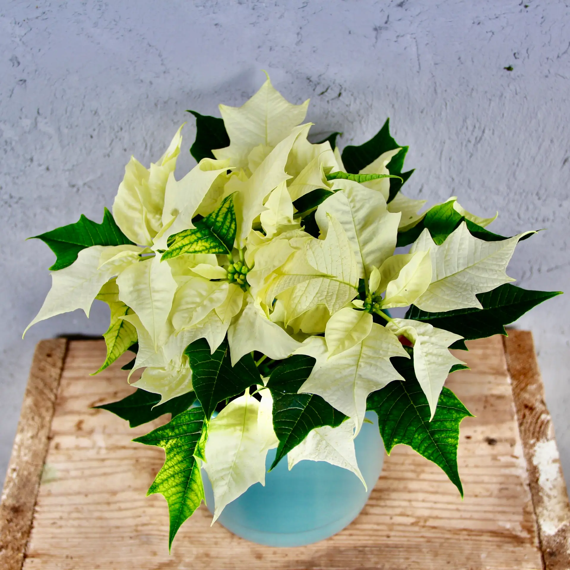 Poinsettia vianočná ruža biela 3 poinsettia-vianocna-ruza-biela-rastlinkovo