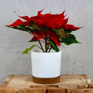 poinsettia-vianocna-ruza-cervena-rastlinkovo