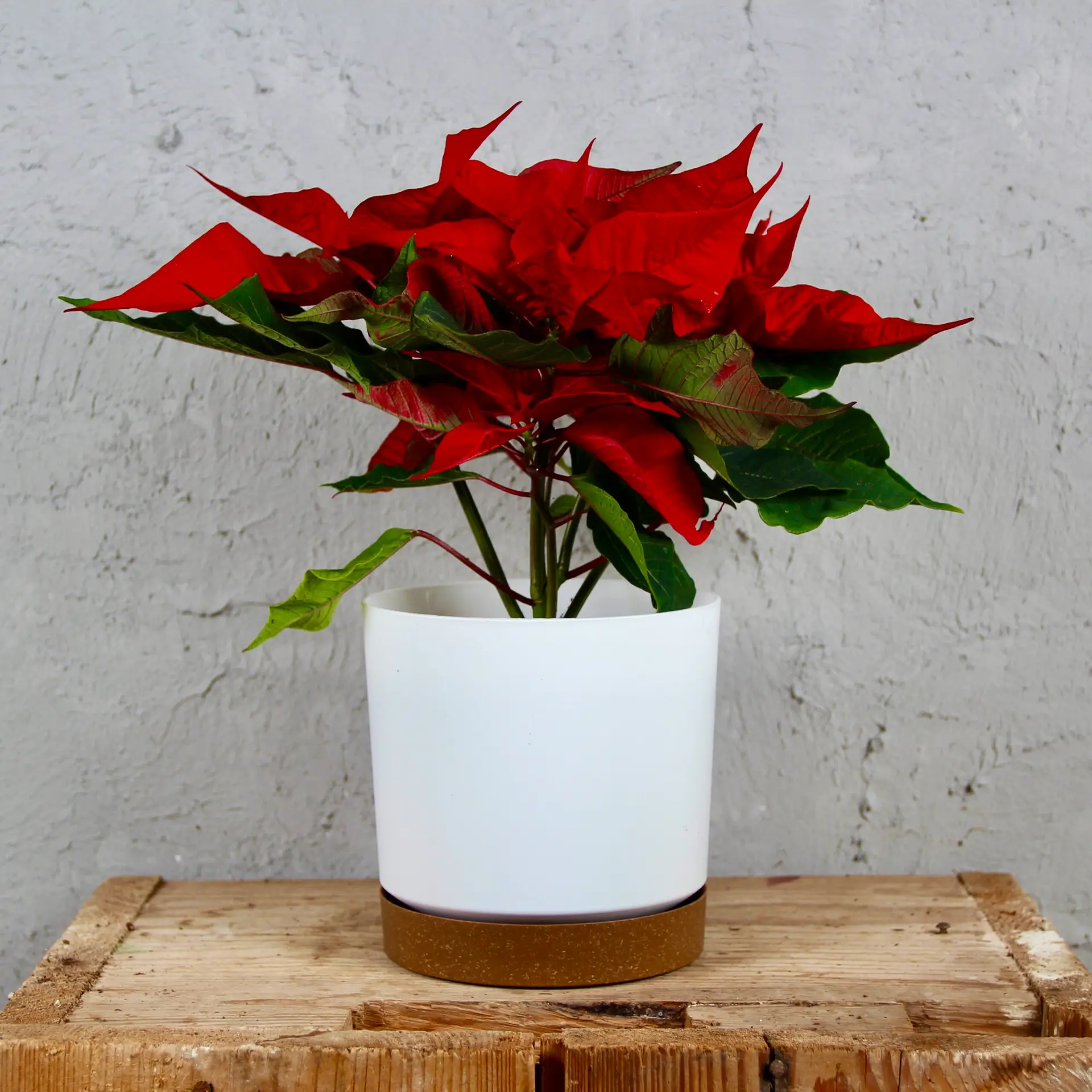 Poinsettia vianočná ruža červená 3 poinsettia-vianocna-ruza-cervena-rastlinkovo