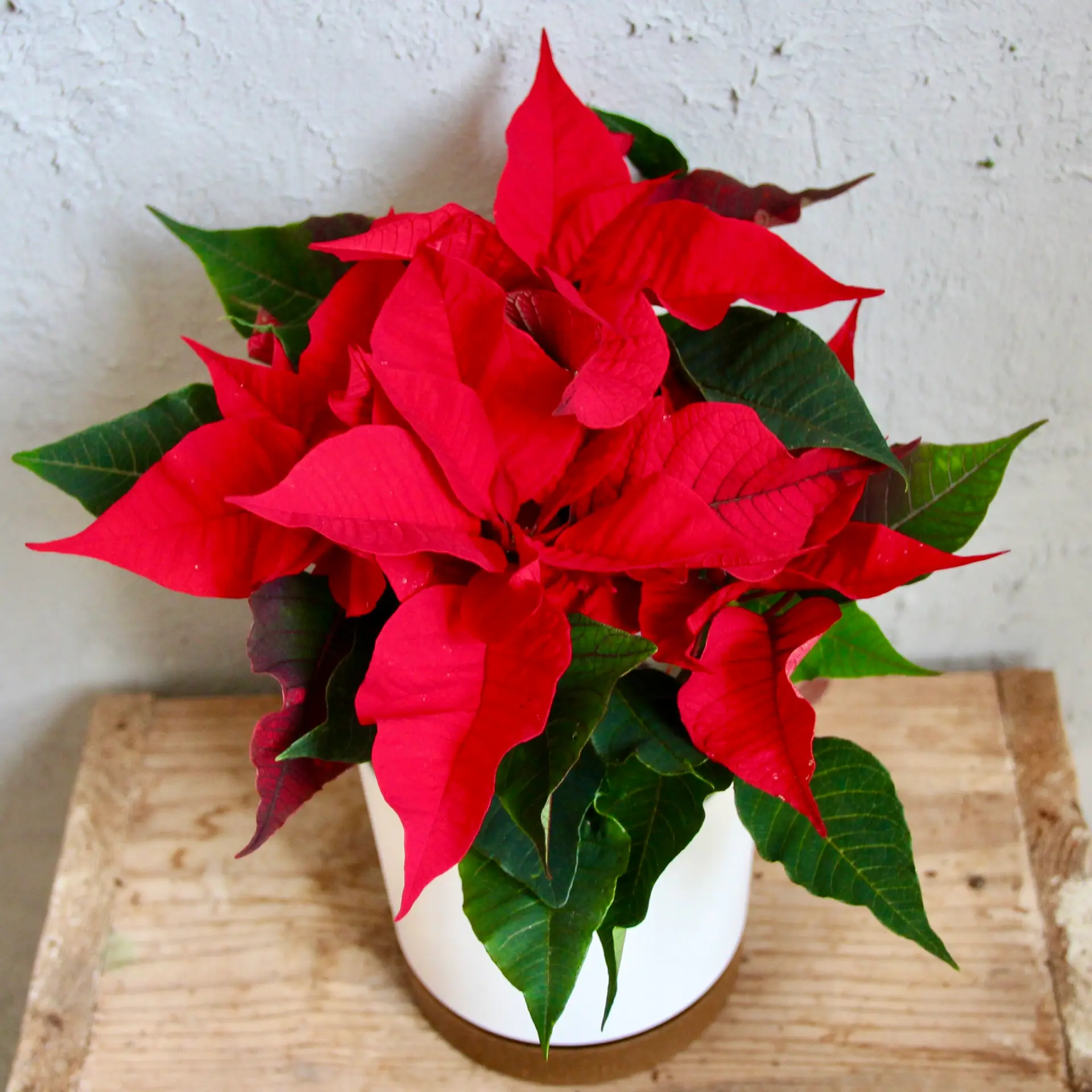 Poinsettia vianočná ruža červená 1 poinsettia-vianocna-ruza-cervena-rastlinkovo
