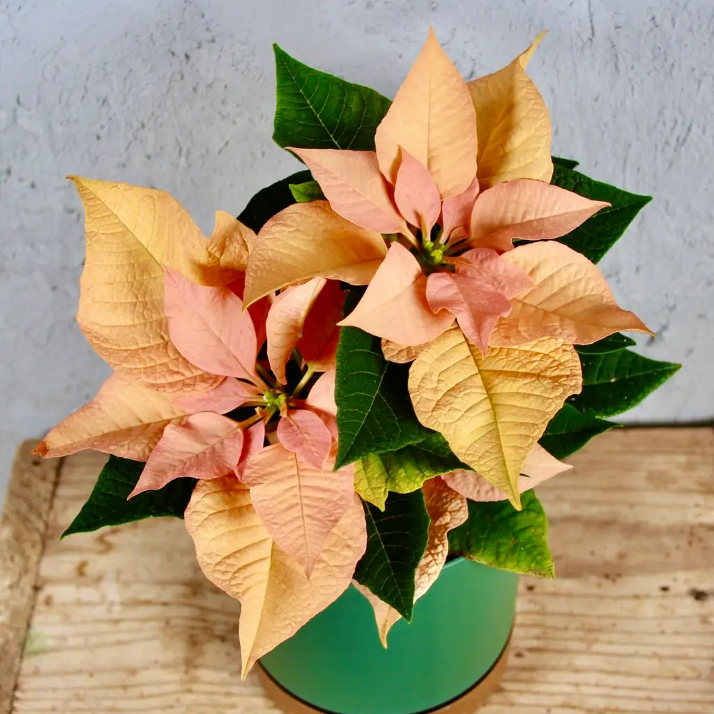 poinsettia-vianocna-ruza-oranzova-rastlinkovo
