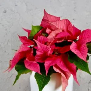 poinsettia-vianocna-ruza-ruzova-rastlinkovo