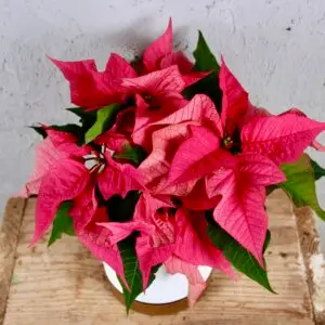 poinsettia-vianocna-ruza-ruzova-rastlinkovo