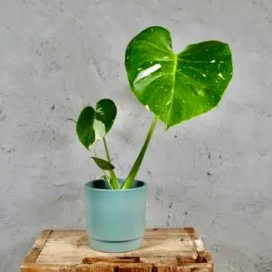 monstera-thai-constellation-rastlinkovo
