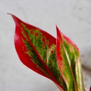 aglaonema-crete-rastlinkovo