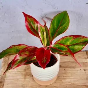 aglaonema-crete-rastlinkovo