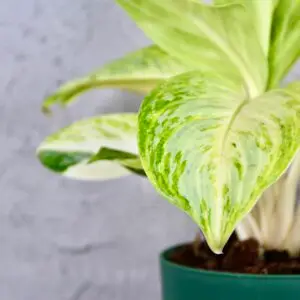 aglaonema-arctic-lime-rastlinkovo