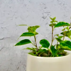 ficus-benjamina-verano-rastlinkovo