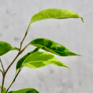 ficus-benjamina-verano-rastlinkovo