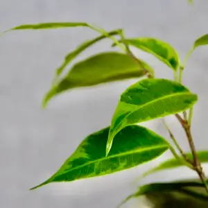 ficus-benjamina-verano-rastlinkovo