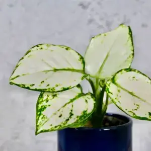 aglaonema-snow-flake-baby-rastlinkovo
