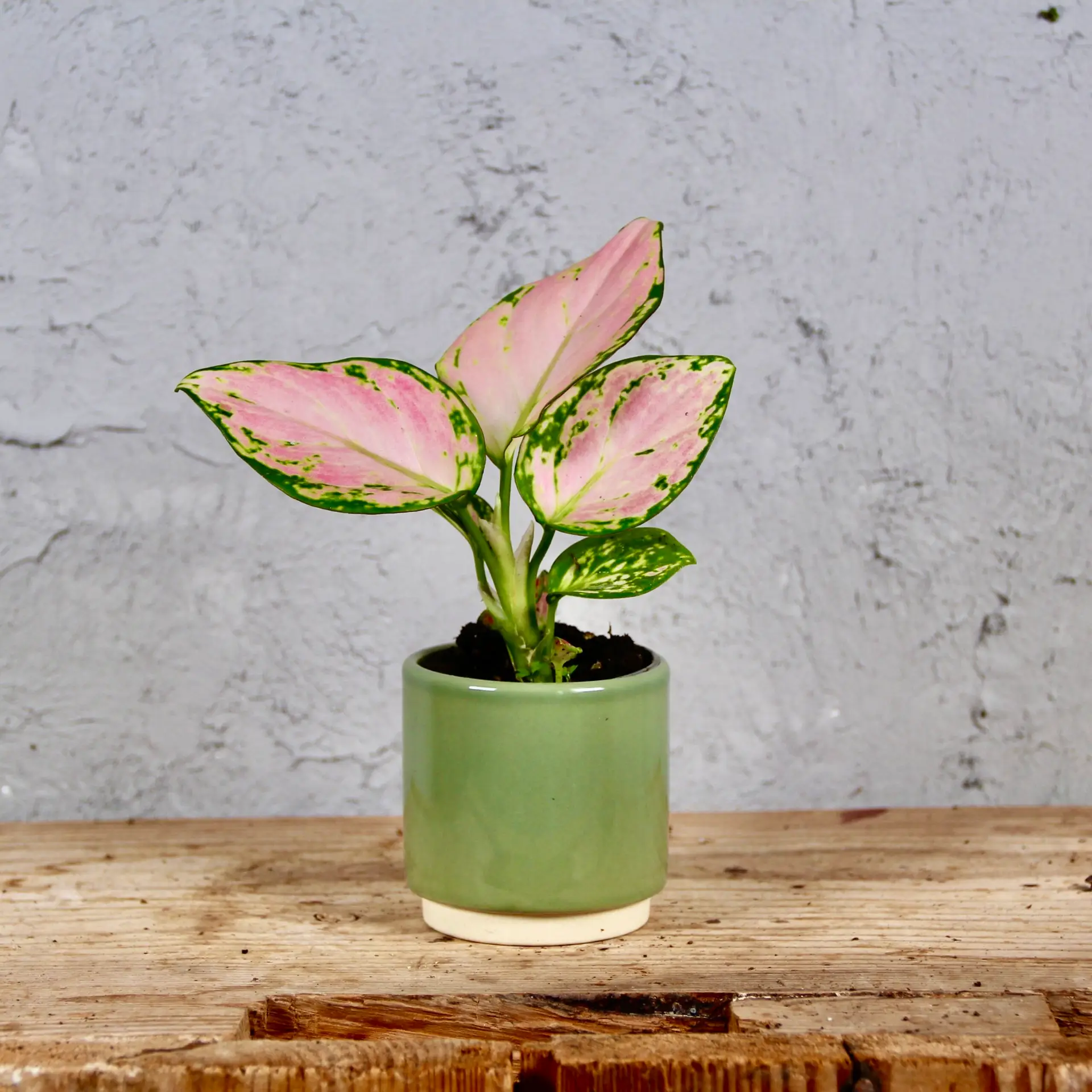 Aglaonema Pink Star baby 2 aglaonema-pink-star-baby-rastlinkovo