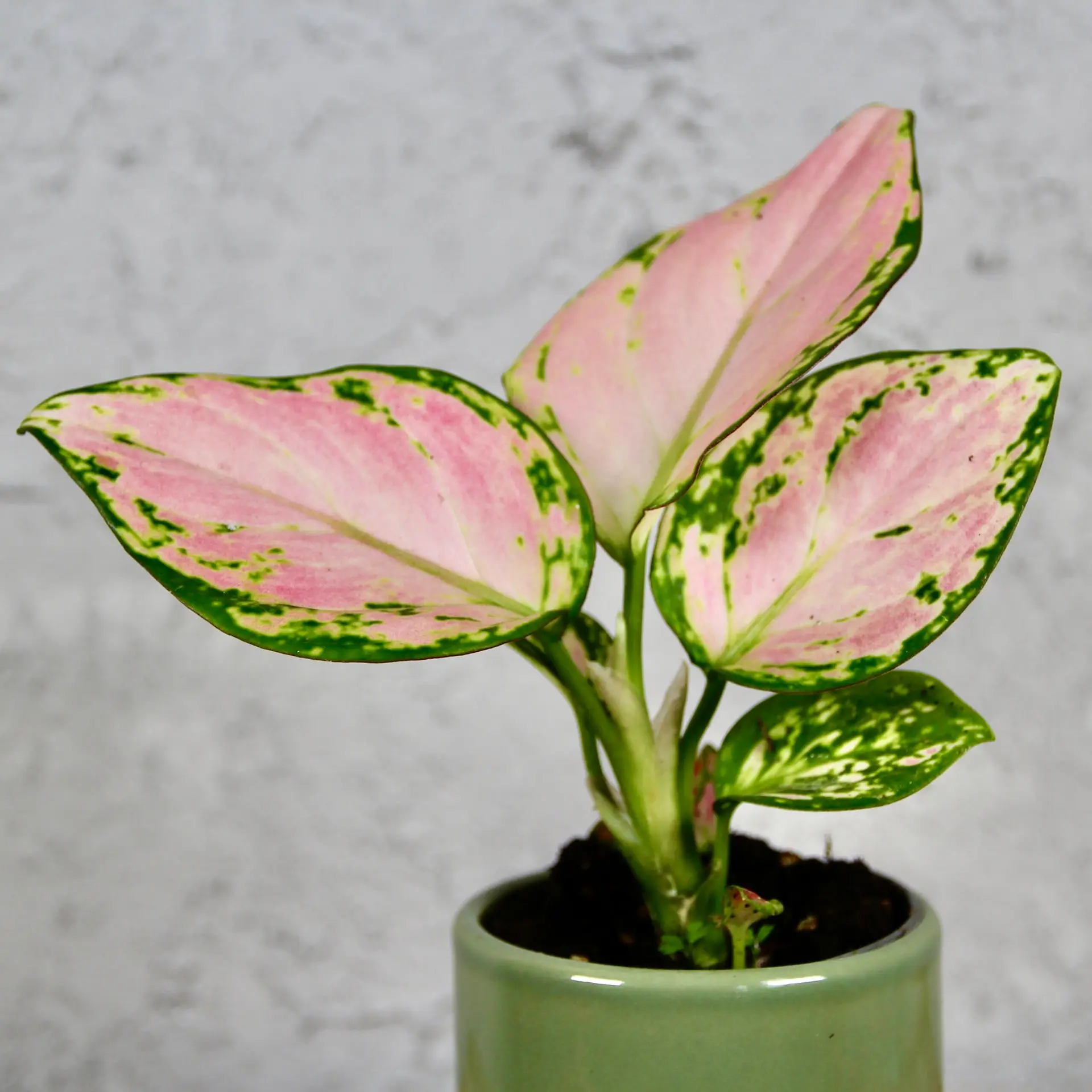 Aglaonema Pink Star baby 1 aglaonema-pink-star-baby-rastlinkovo