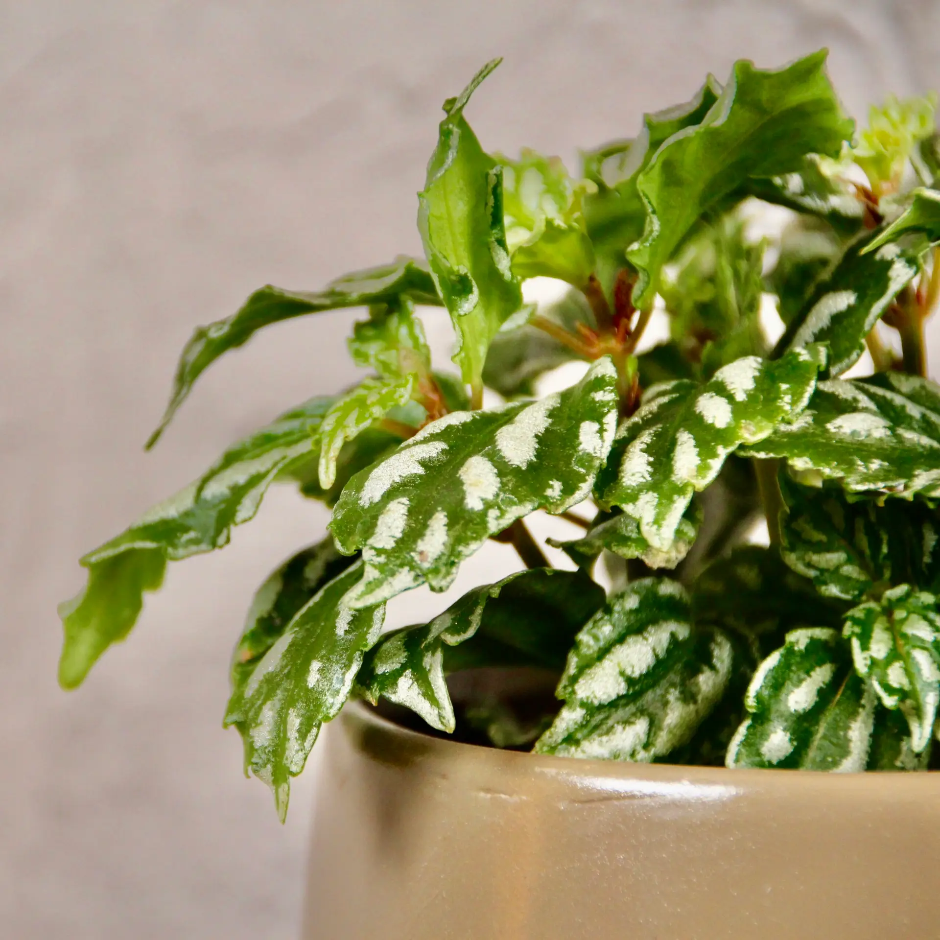 E-shop Pilea Cadierei baby