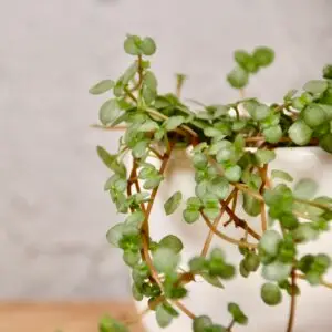 pilea-glaucophylla-greyzy-baby-rastlinkovo