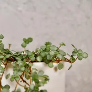 pilea-glaucophylla-greyzy-baby-rastlinkovo