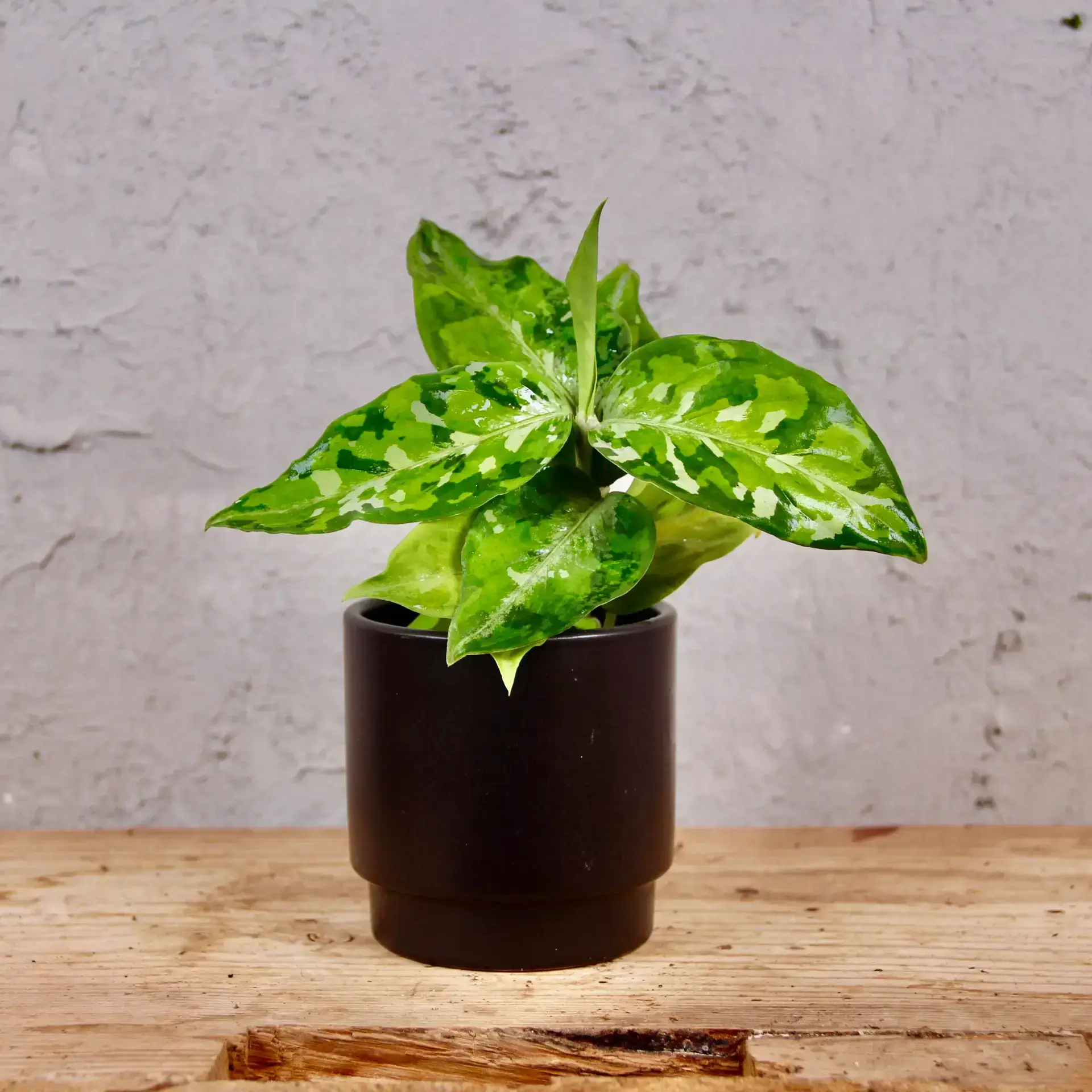 Aglaonema Pictus Tricolor baby 2 aglaonema-pictum-tricolor-rastlinkovo
