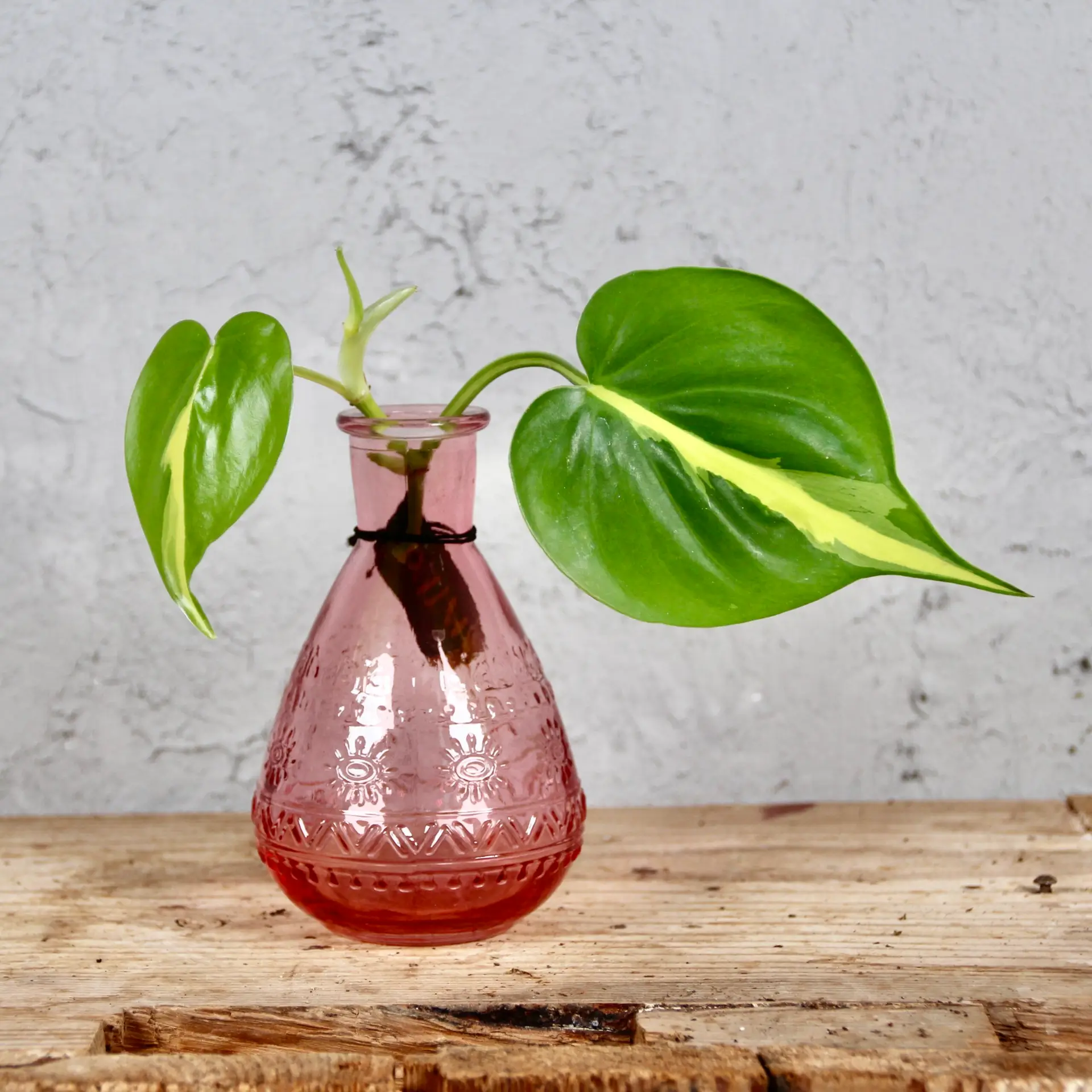 Philodendron Scandens Brasil odrezok 1 philodendron-scandens-brasil-odrezok-rastlinkovo
