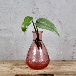 epipremnum-pinnatum-cebu-blue-odrezok-rastlinkovo
