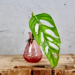 monstera-indonesian-marble-odrezok-rastlinkovo