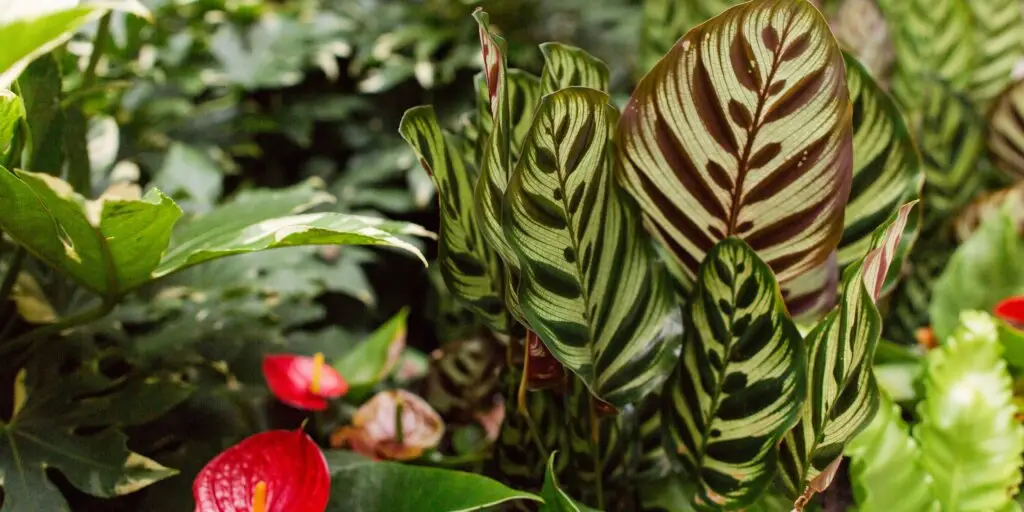 Kalatea: Elegancia a exotika v každej izbe 9 kalatea-calathea-rastlinkovo