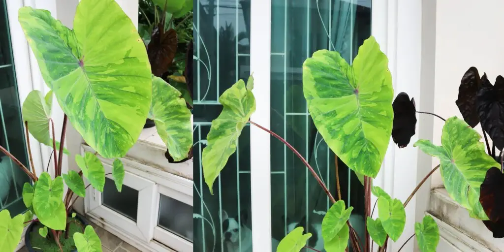 colocasia-kolokazia-rastliny-kvety-rastlinkovo