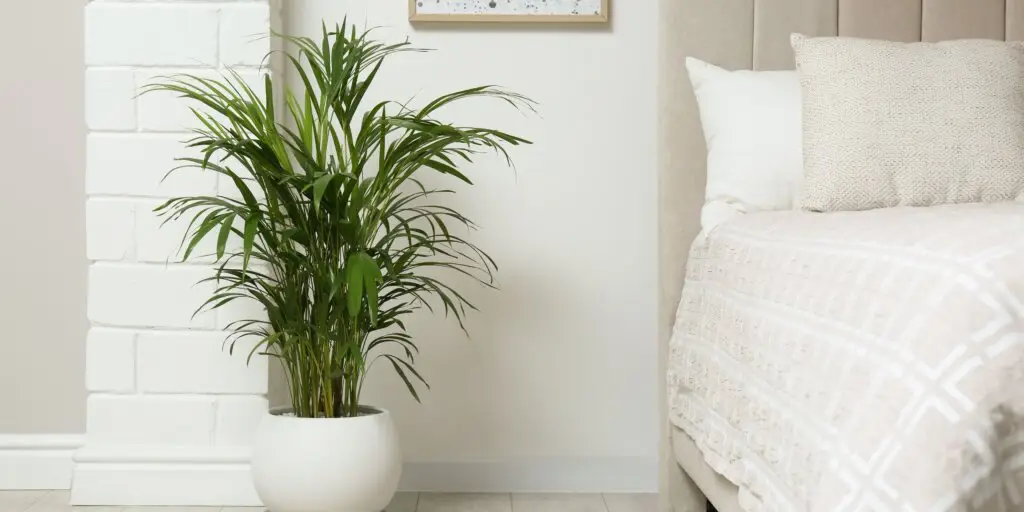 Dypsis lutescens: Pestovanie, starostlivosť a overené tipy 9 dypsis-lutescens-rastlinkovo