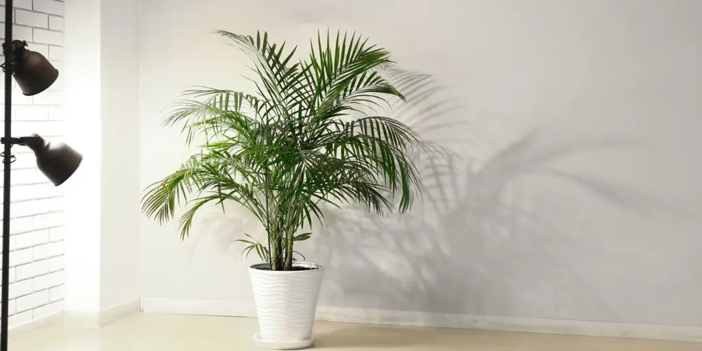 Dypsis lutescens: Pestovanie, starostlivosť a overené tipy 10 dypsis-lutescens-rastlinkovo