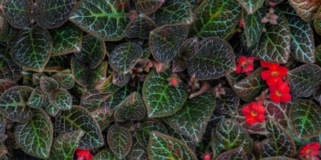 episcia-kvety-rastlinkovo