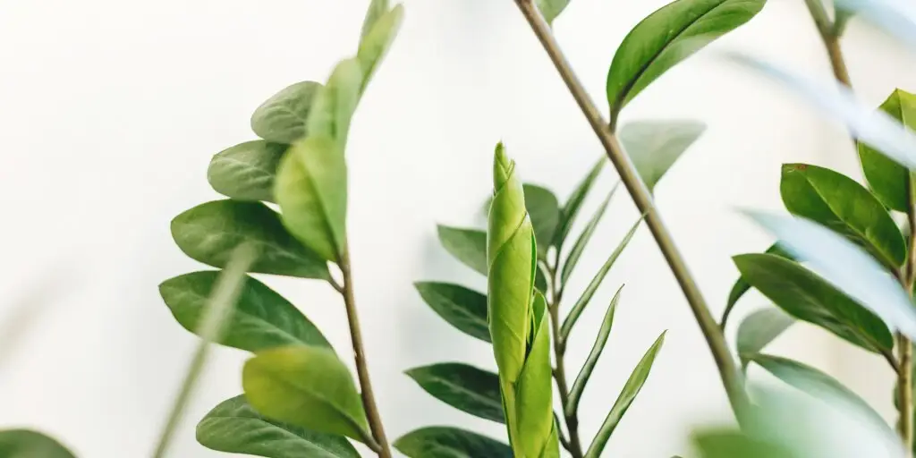 zamiokulkas-zamioculcas-rastlinkovo