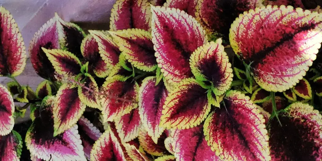 koleus-coleus-rastliny-kvety-rastlinkovo
