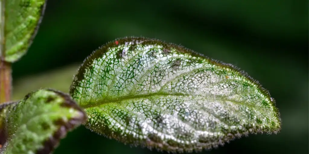 episcia-kvety-rastlinkovo