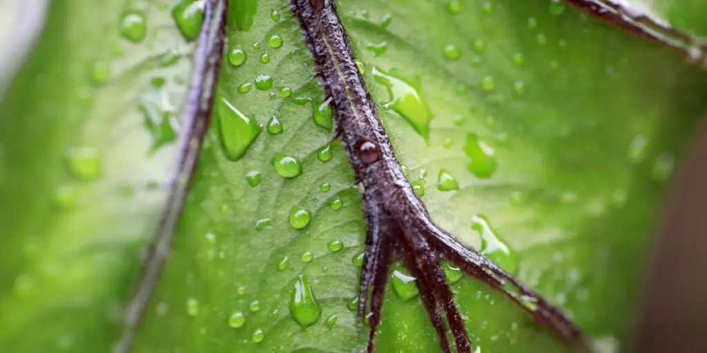 colocasia-kolokazia-rastliny-kvety-rastlinkovo