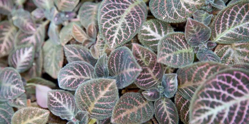 episcia-kvety-rastlinkovo