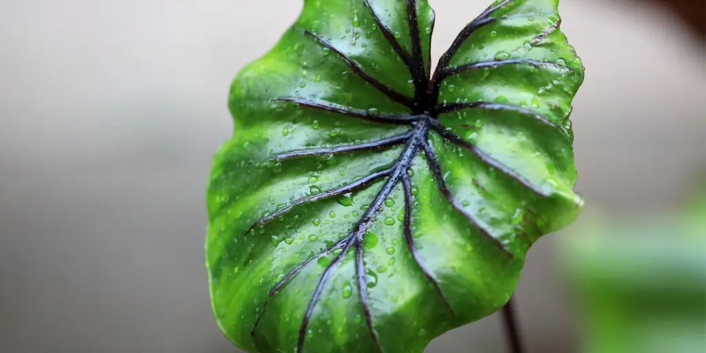 colocasia-kolokazia-rastliny-kvety-rastlinkovo