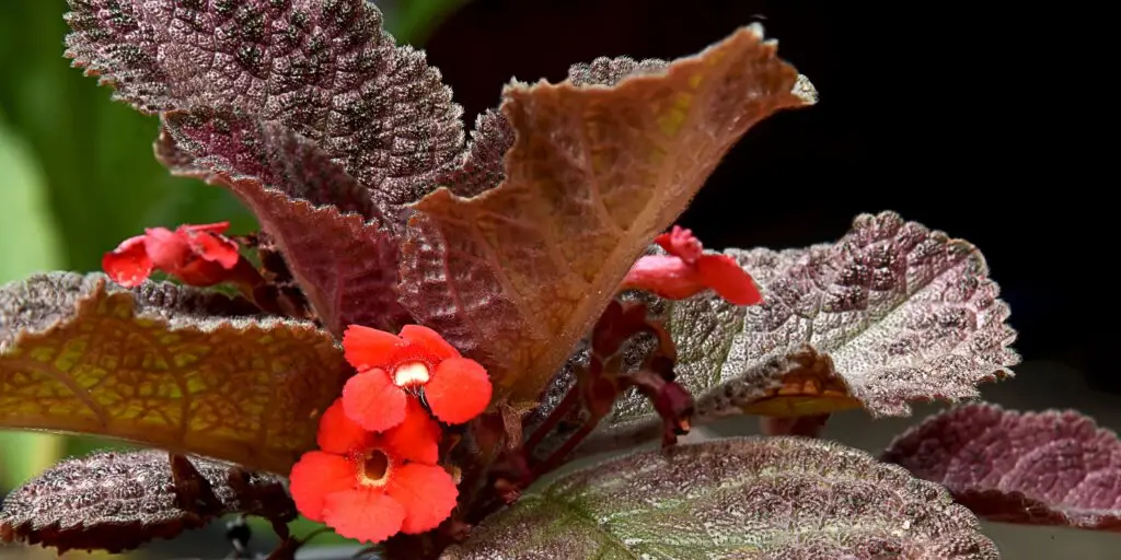 episcia-kvety-rastlinkovo