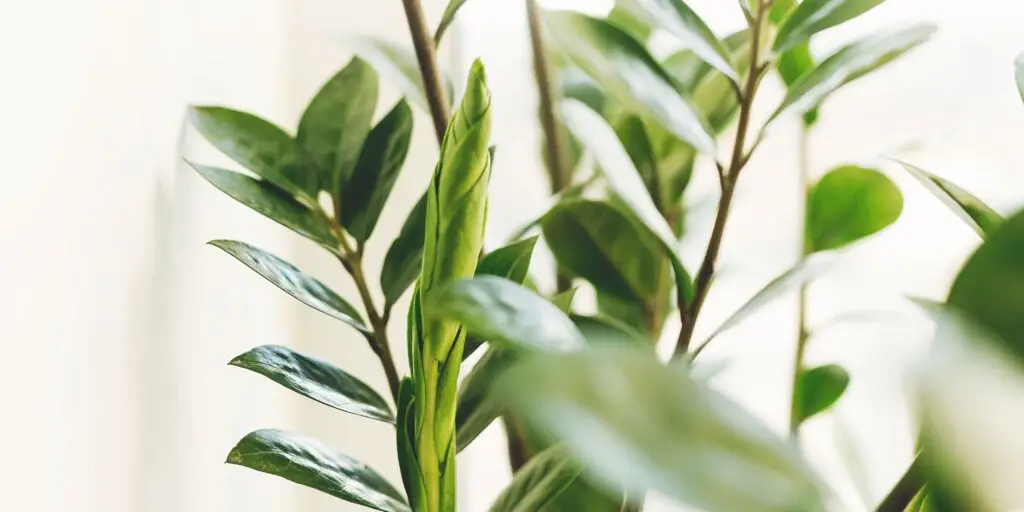 zamiokulkas-zamioculcas-rastlinkovo