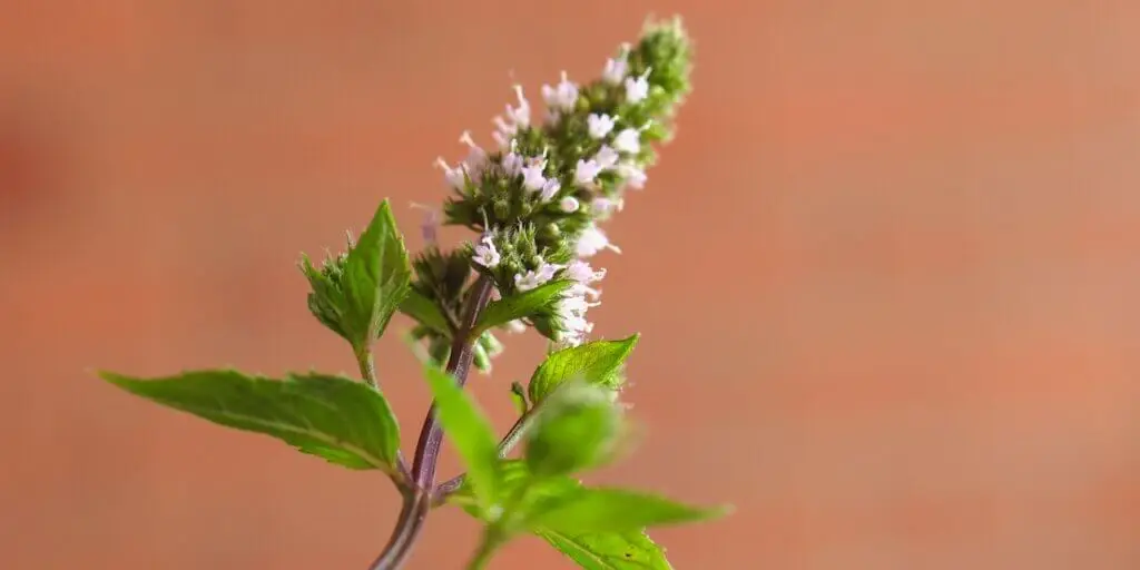 mata-prieporna-mentha-piperita-rastlinkovo
