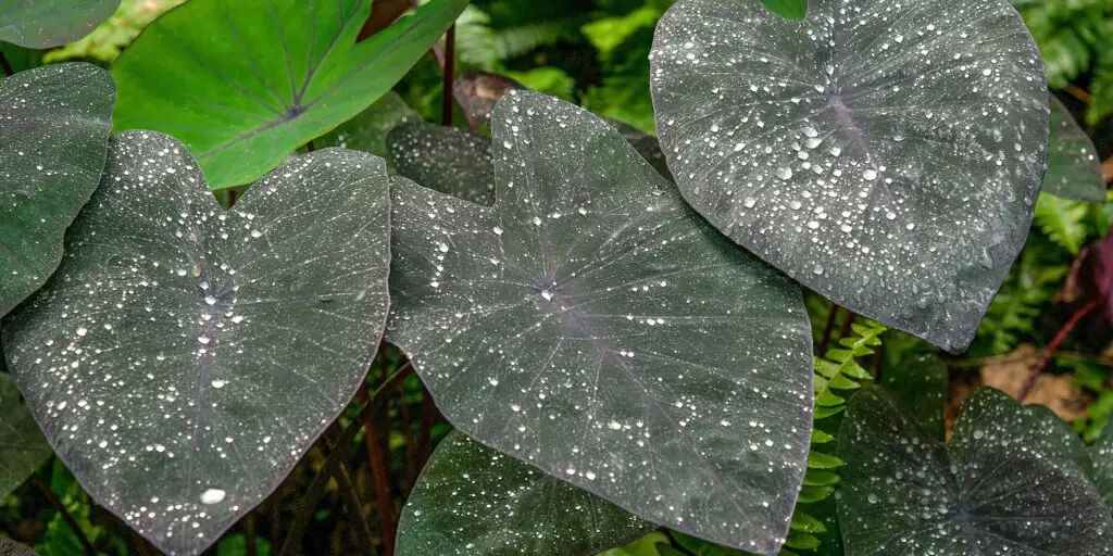 colocasia-kolokazia-rastliny-kvety-rastlinkovo