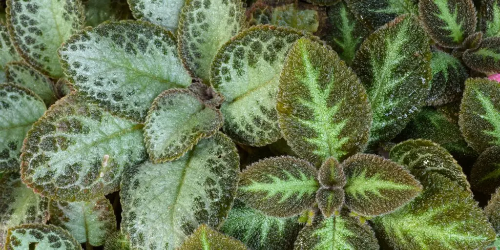episcia-kvety-rastlinkovo