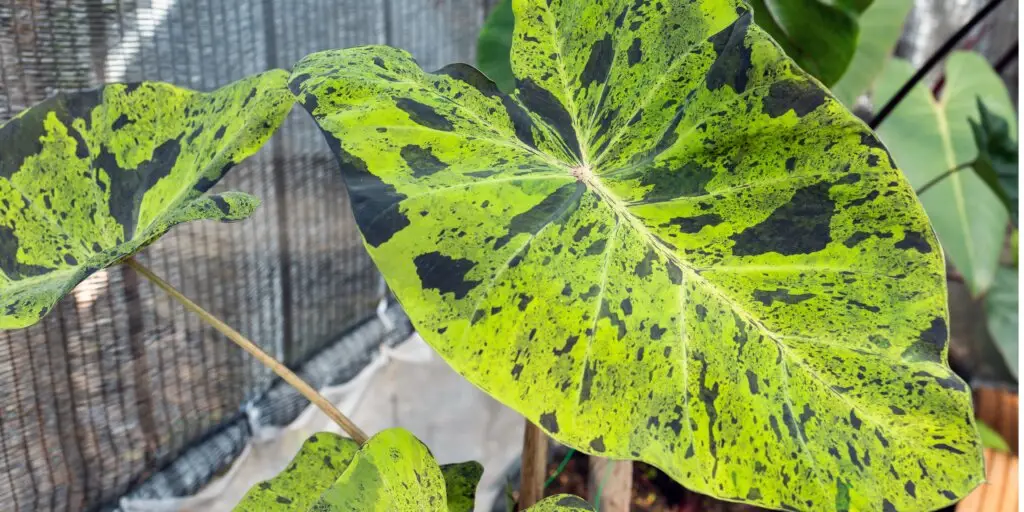 colocasia-kolokazia-rastliny-kvety-rastlinkovo