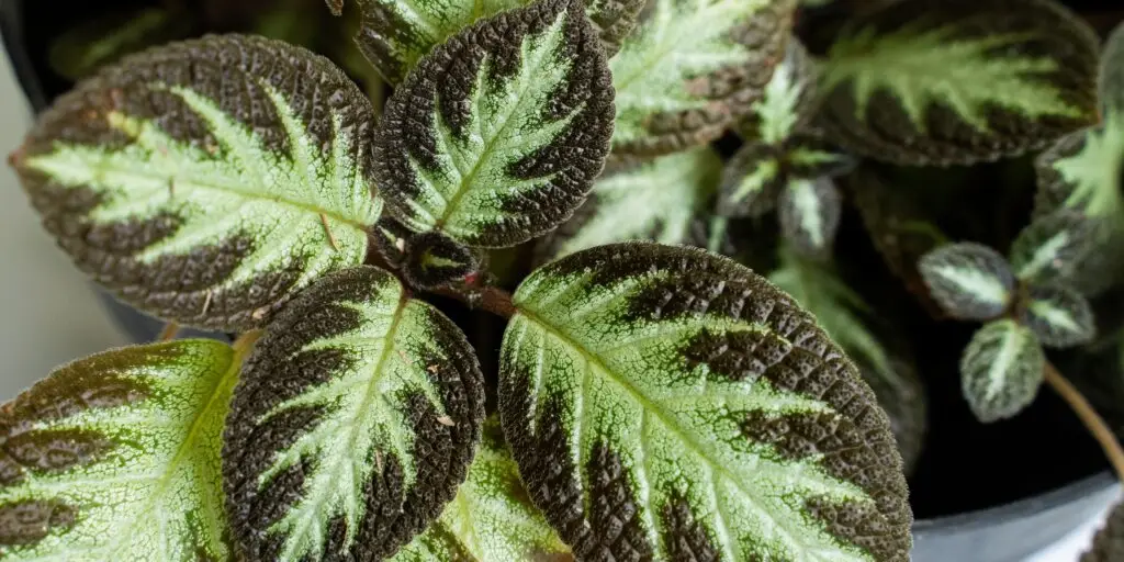 episcia-kvety-rastlinkovo