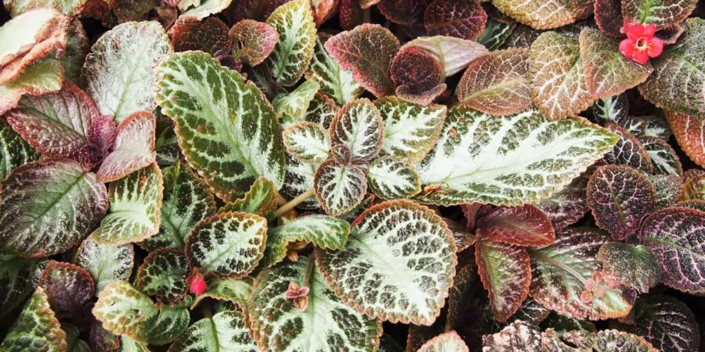 episcia-kvety-rastlinkovo