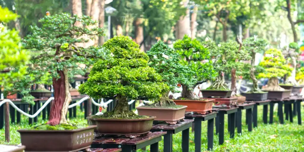 Bonsai: Umenie pestovania miniatúrnych stromčekov 3 bonsai-rastliny-rastlinkovo