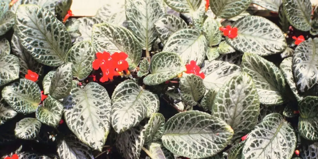 episcia-kvety-rastlinkovo