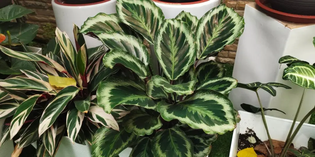 Kalatea: Elegancia a exotika v každej izbe 1 kalatea-calathea-rastlinkovo