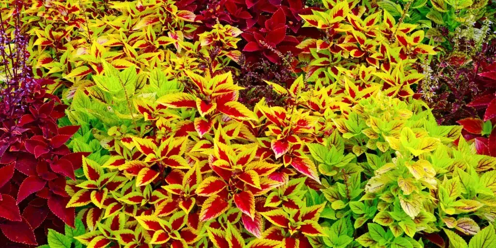koleus-coleus-rastliny-kvety-rastlinkovo
