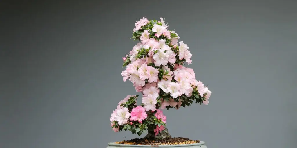 Bonsai: Umenie pestovania miniatúrnych stromčekov 4 bonsai-rastliny-rastlinkovo