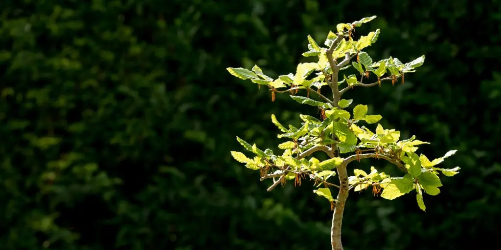 Bonsai: Umenie pestovania miniatúrnych stromčekov 5 bonsai-rastliny-rastlinkovo
