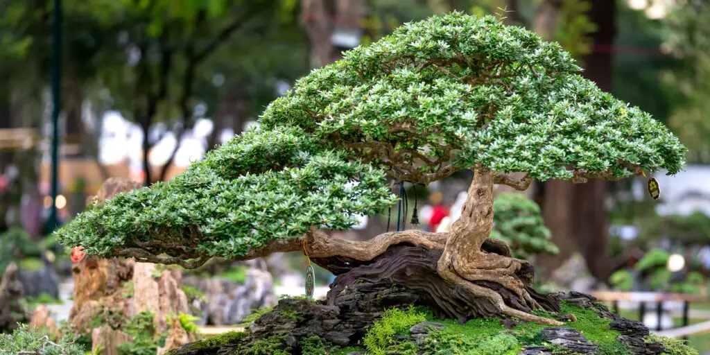 Bonsai: Umenie pestovania miniatúrnych stromčekov 6 bonsai-rastliny-rastlinkovo